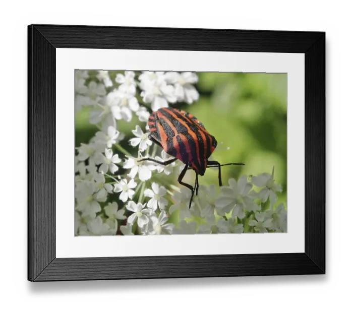 Framed Print : Red and black striped beetle, striped bug (Graphosoma italicum) Framed Print : Red and black striped beetle, striped bug (Graphosoma italicum)