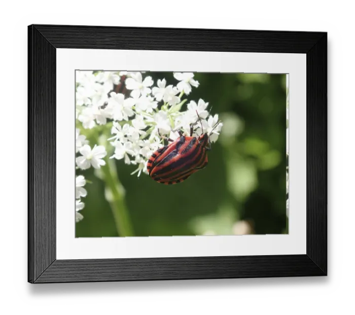 Framed Print : Close-up of a red and black striped beetle