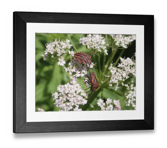 Framed Print : Two beetles, stripe bug (Graphosoma italicum)