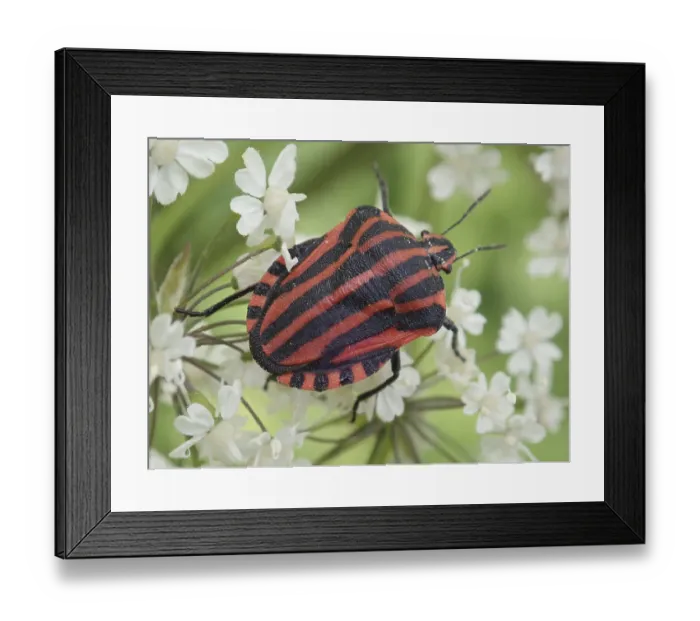Framed Print : Detailed close-up of a stripe bug (Graphosoma italicum) on white petals in a natural environment Framed Print : Detailed close-up of a stripe bug (Graphosoma italicum) on white petals in a natural environment