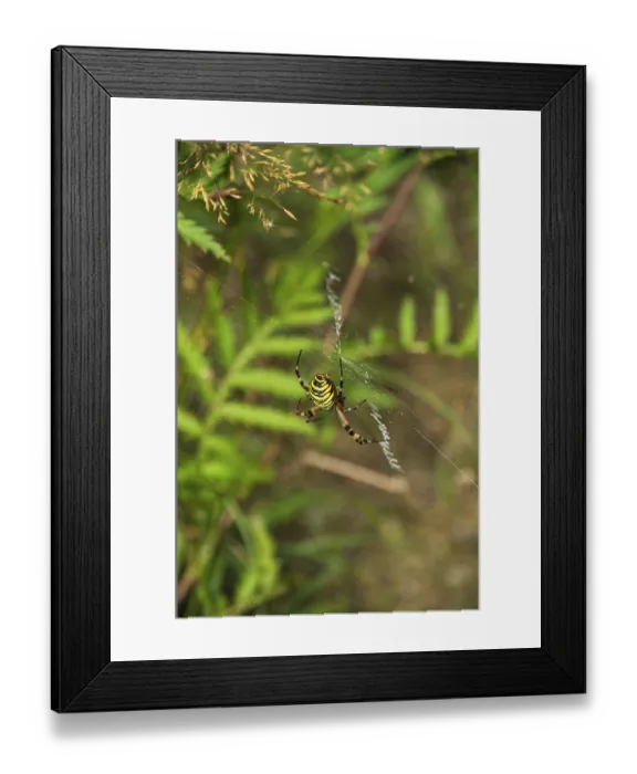 Framed Print : Specimen of the wasp spider, Argiope brunnichi Framed Print : Specimen of the wasp spider, Argiope brunnichi