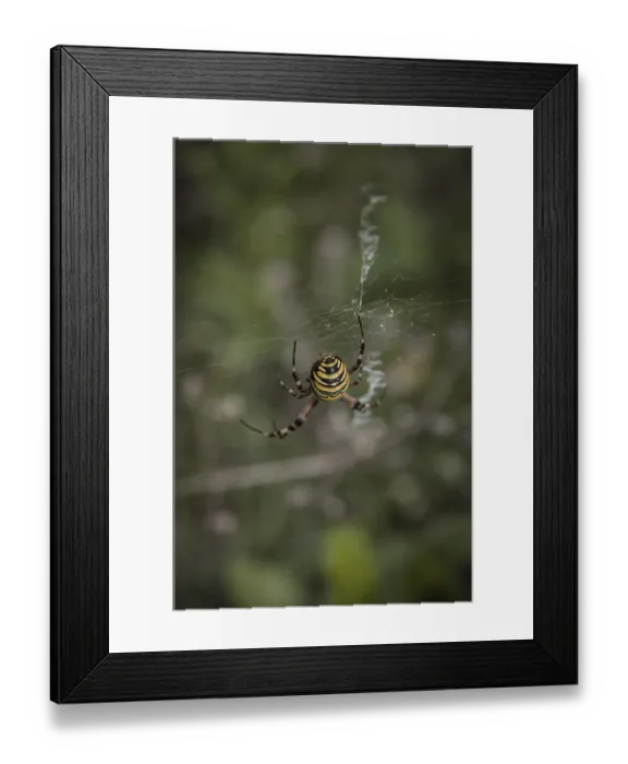 Framed Print : Specimen of the wasp spider, Argiope brunnichi