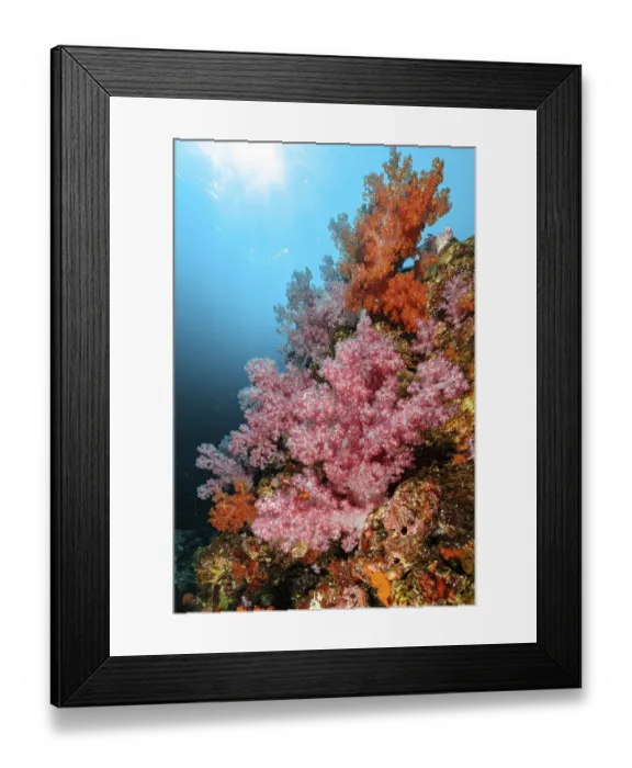 Framed Print : Colourful coral block with colourful soft corals (Dendronephthya) in a coral reef threatened by global warming