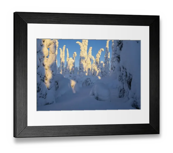 Framed Print : Deep snow-covered spruce forest (Norway spruce)
