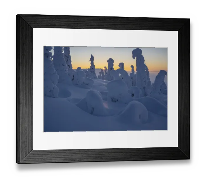 Framed Print : Snow-covered spruce forest (Norway spruce)