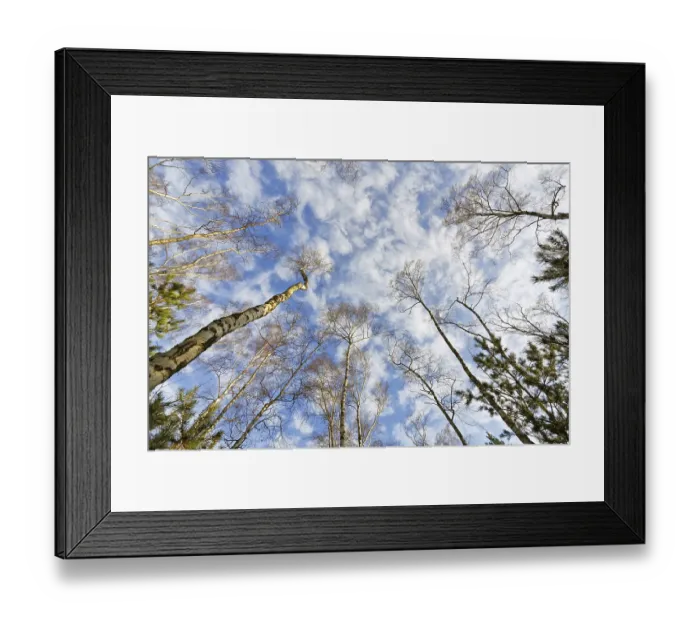 Framed Print : Autumn birch forest