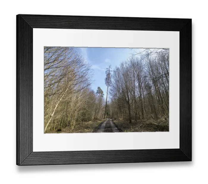 Framed Print : A narrow forest trail leads through bare trees under a blue sky Framed Print : A narrow forest trail leads through bare trees under a blue sky