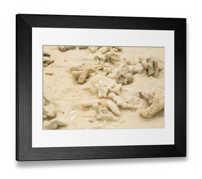Framed Print : Coral and sea shell on a sand Framed Print : Coral and sea shell on a sand