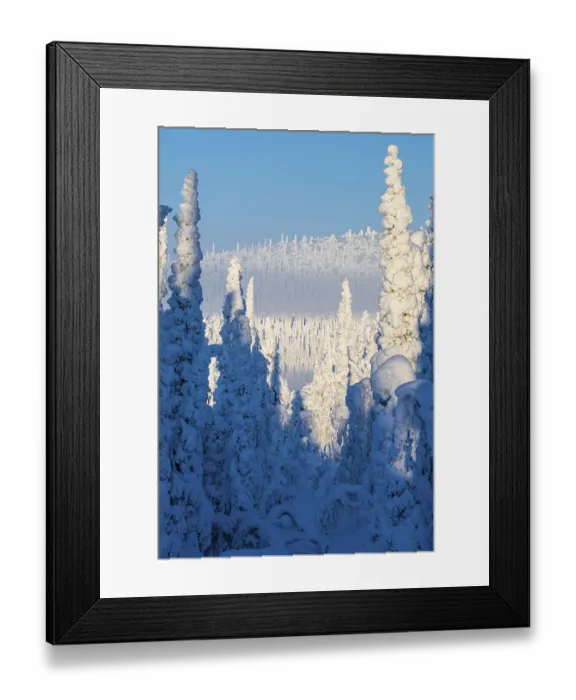Framed Print : Deep snow-covered spruce forest (Norway spruce) Framed Print : Deep snow-covered spruce forest (Norway spruce)