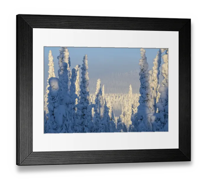 Framed Print : Deep snow-covered spruce forest (Norway spruce)