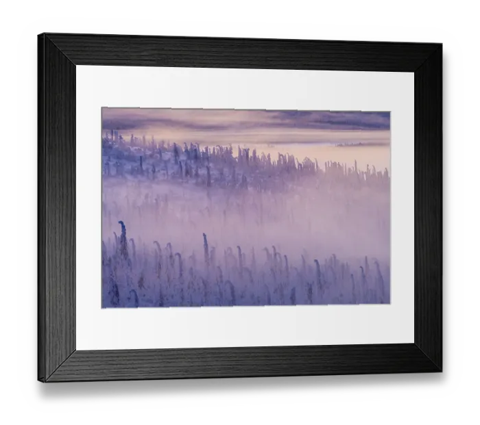 Framed Print : Deep snow-covered spruce forest (Norway spruce)