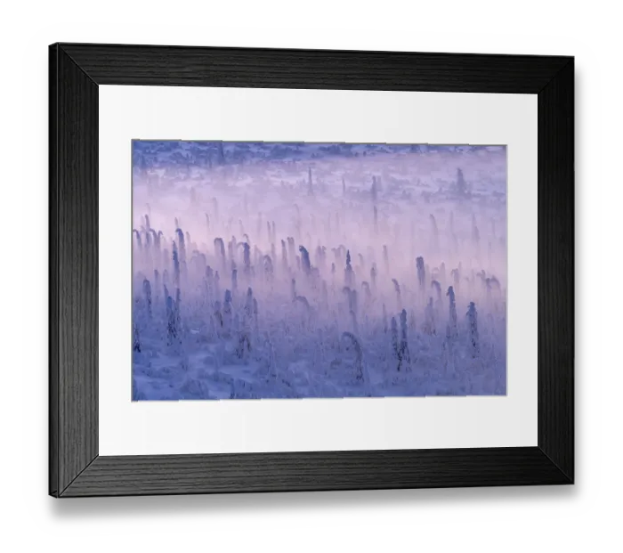 Framed Print : Deep snow-covered spruce forest (Norway spruce) Framed Print : Deep snow-covered spruce forest (Norway spruce)