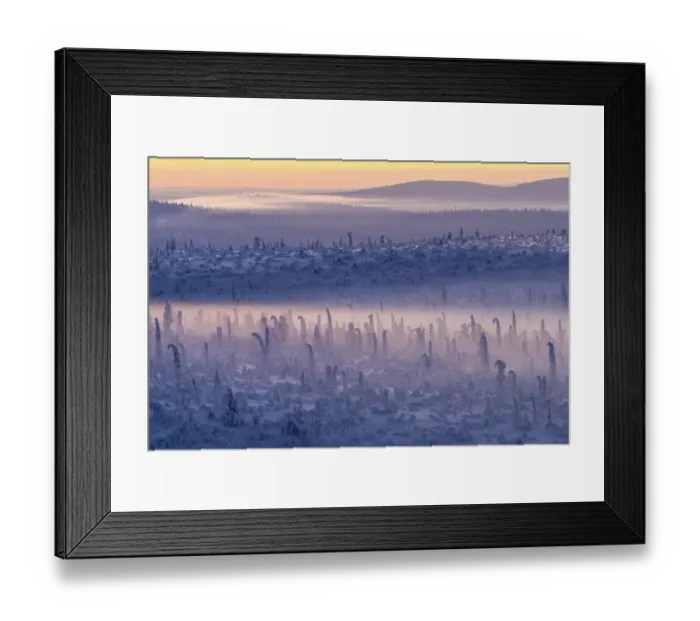 Framed Print : Deep snow-covered spruce forest (Norway spruce) Framed Print : Deep snow-covered spruce forest (Norway spruce)