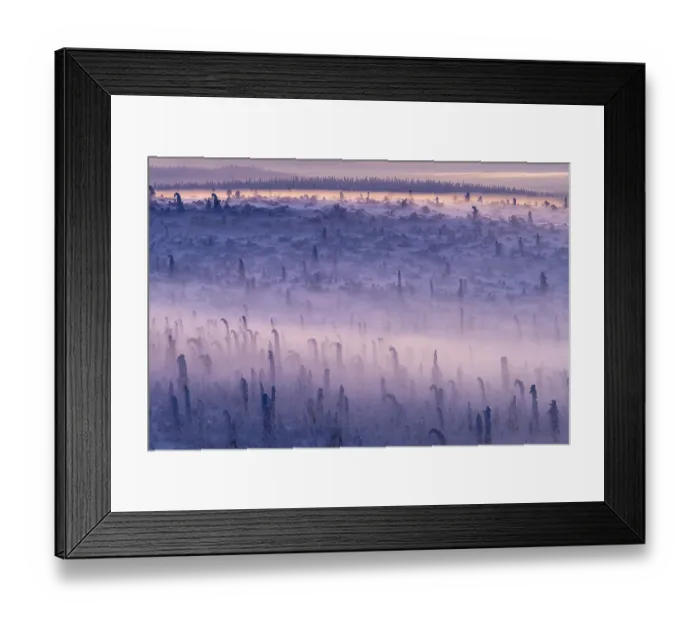 Framed Print : Deep snow-covered spruce forest (Norway spruce)