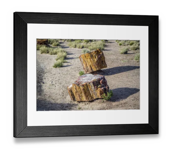 Framed Print : A Petrified wood of late Triassic period in Petrified Forest Nationa Park