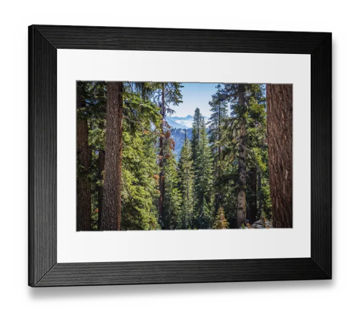 Framed Print : Scenic view of the nature at Tuolumne Grove Trailhead in Yosemite National Park
