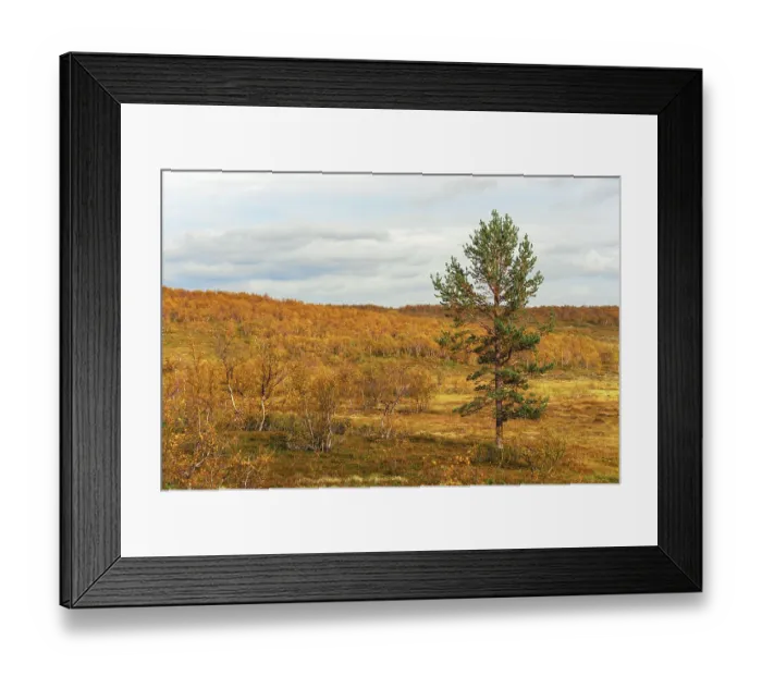Framed Print : Pine wood and birches in the bright orange autumn forest