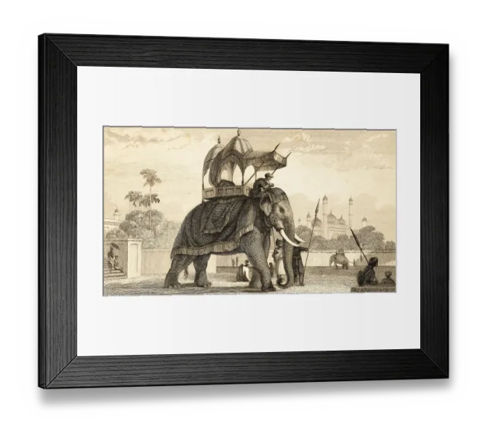 Framed Print : Tied elephant in park, India, outdoors