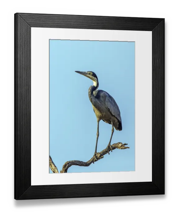 Framed Print : Black-necked Heron (Ardea melanocephala) Framed Print : Black-necked Heron (Ardea melanocephala)