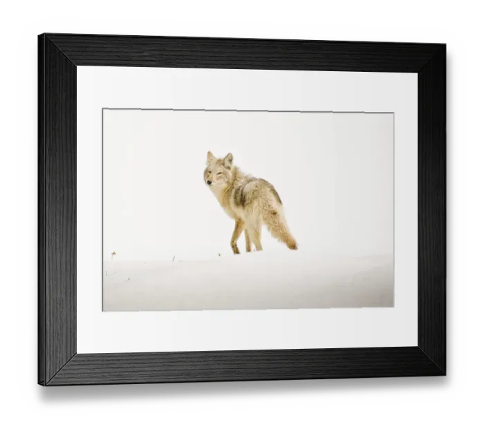 Framed Print : Coyote takes a parting glance after sharing precious time together