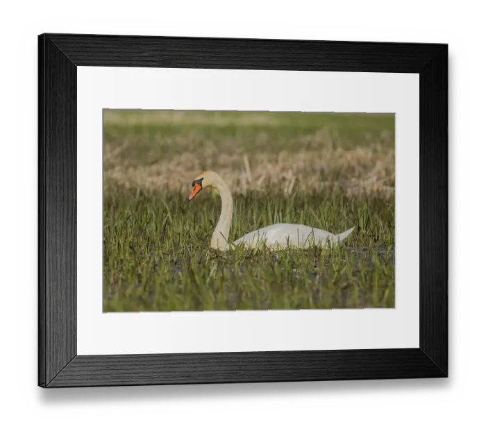 Framed Print : Mute swan (Cygnus olor) swimming in shallow wetland meadow with emerging grass Framed Print : Mute swan (Cygnus olor) swimming in shallow wetland meadow with emerging grass