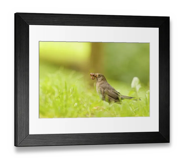 Framed Print : Female Eurasian blackbird (Turdus merula) standing in green grass with an earthworm in its beak