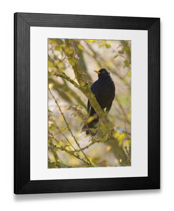 Framed Print : Male common blackbird (Turdus merula) on tree branch in spring sunlight
