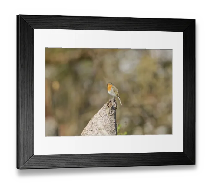 Framed Print : European robin (Erithacus rubecula) sitting on tree stump in natural woodland habitat Framed Print : European robin (Erithacus rubecula) sitting on tree stump in natural woodland habitat