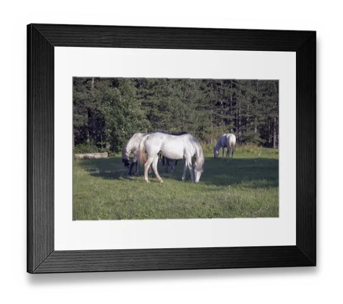 Framed Print : White horses grazing in a sunlit field surrounded by dense forest