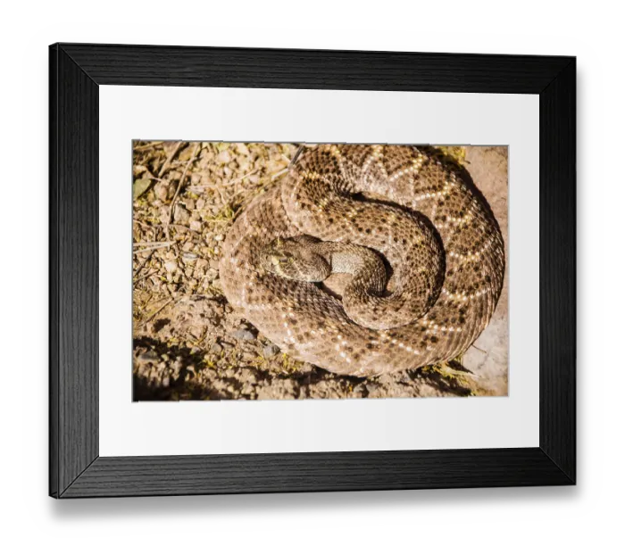 Framed Print : Western Diamondback rattlesnake coiled while at rest on a hot spring day