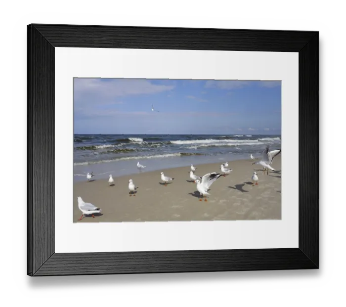 Framed Print : Seagulls