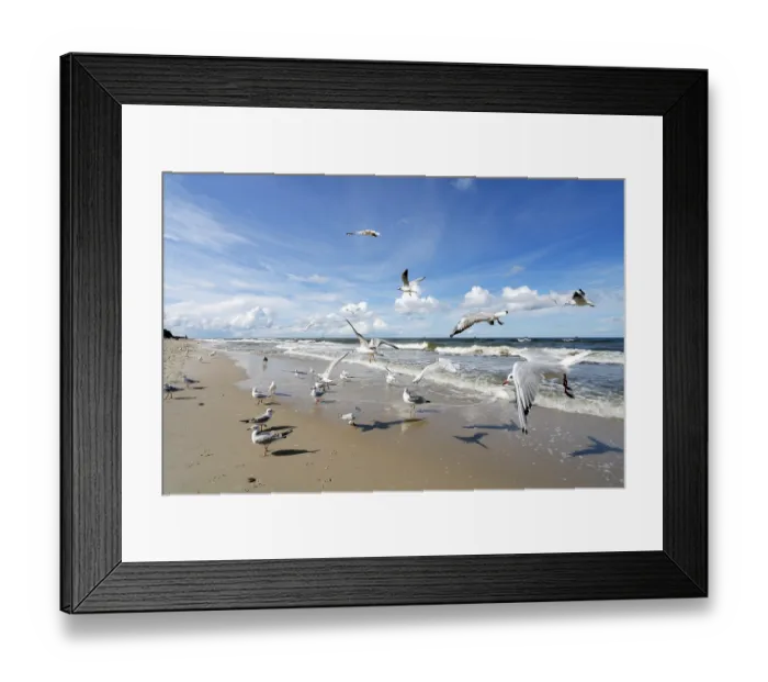Framed Print : Seagulls Framed Print : Seagulls