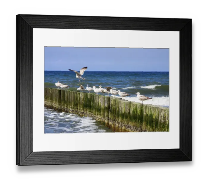 Framed Print : Seagulls and blue sea