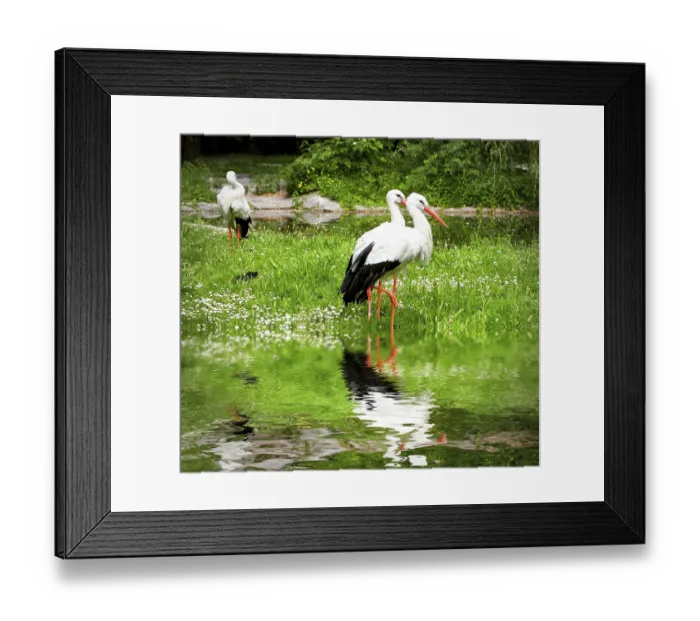 Framed Print : Storks on the spring meadow Framed Print : Storks on the spring meadow
