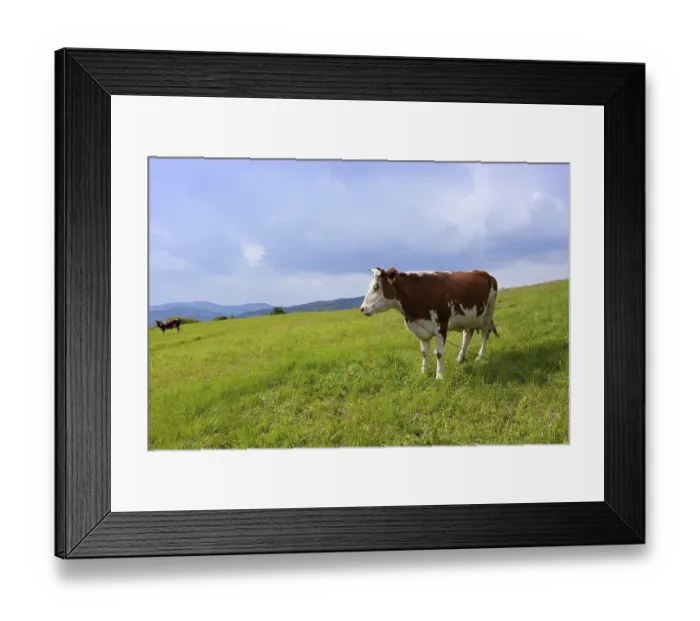 Framed Print : Cow on meadow