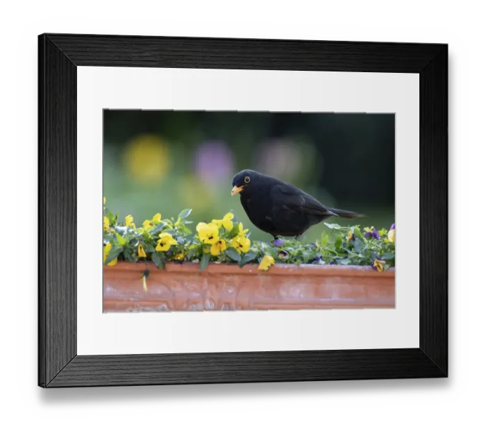 Framed Print : European blackbird (Turdus merula) adult male garden bird on a plant pot with pansy and viola flowers in spring Framed Print : European blackbird (Turdus merula) adult male garden bird on a plant pot with pansy and viola flowers in spring
