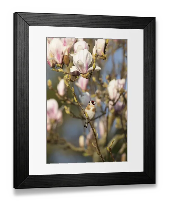 Framed Print : European goldfinch (Carduelis carduelis) adult garden bird on a Magnolia tree branch with blossom flowers in spring Framed Print : European goldfinch (Carduelis carduelis) adult garden bird on a Magnolia tree branch with blossom flowers in spring