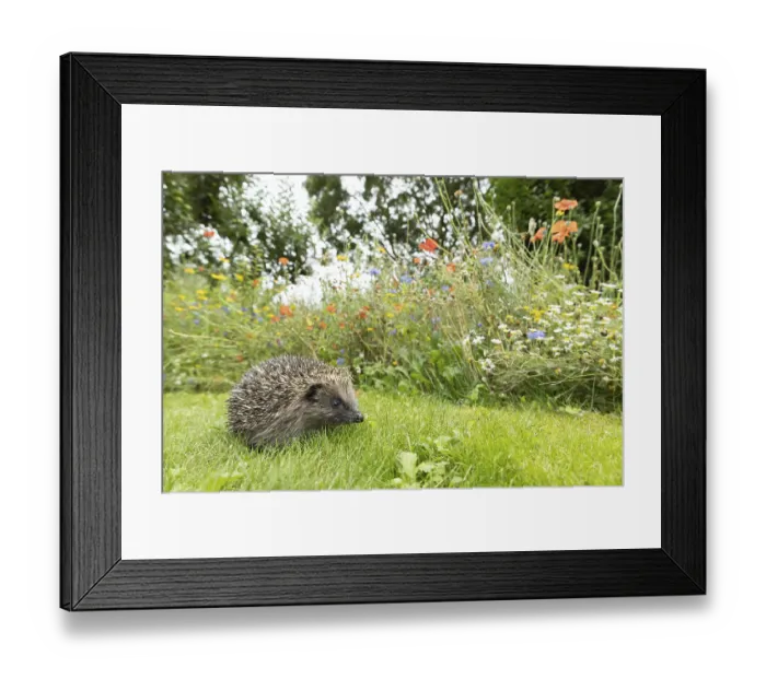 Framed Print : European hedgehog (Erinaceus europaeus) adult animal on a garden grass lawn next to a wildflower border in summer