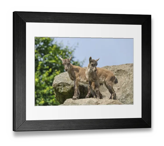 Framed Print : Two young ibex (Capra ibex) stand on a rock on a sunny