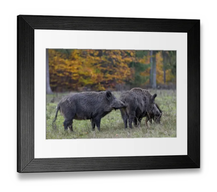 Framed Print : Through scent marks on themselves or on objects Framed Print : Through scent marks on themselves or on objects