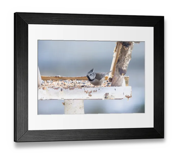 Framed Print : A crested tit at a feeding site with a winter mood Framed Print : A crested tit at a feeding site with a winter mood