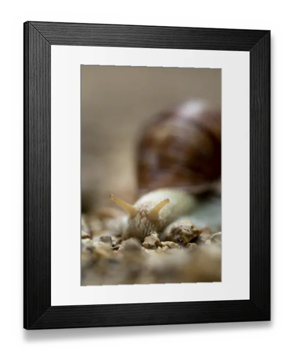 Framed Print : Macro image of a snail on rocky ground with blurred background