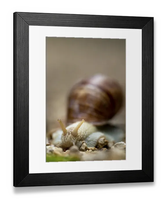 Framed Print : Macro photography of a snail on a natural Framed Print : Macro photography of a snail on a natural
