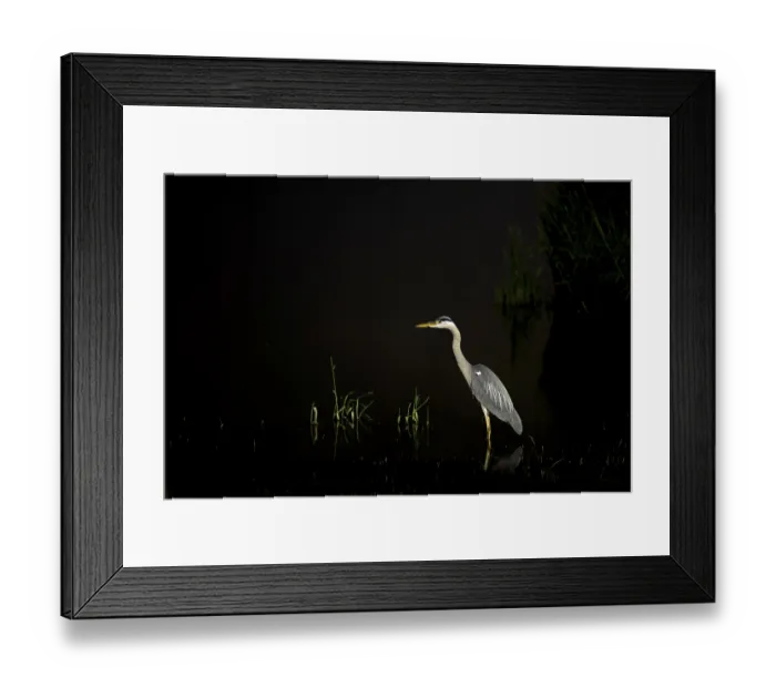 Framed Print : A heron stands in water at dark night