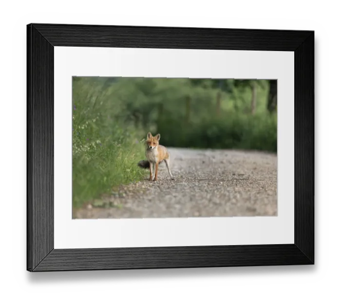 Framed Print : A fox (Vulpis) stands on a forest path surrounded by green vegetation on a calm summer day