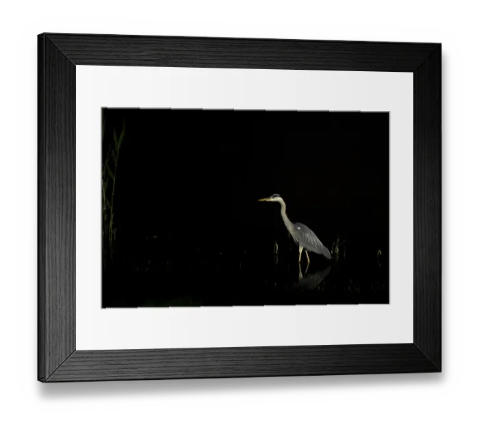Framed Print : A single heron standing quietly in water in the dark night