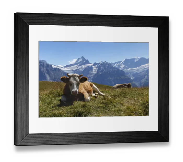 Framed Print : Cow in Grindelwald of Swiss Alps