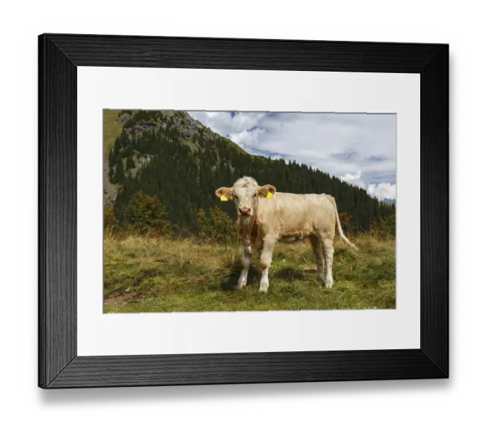 Framed Print : Cow in Grindelwald of Swiss Alps