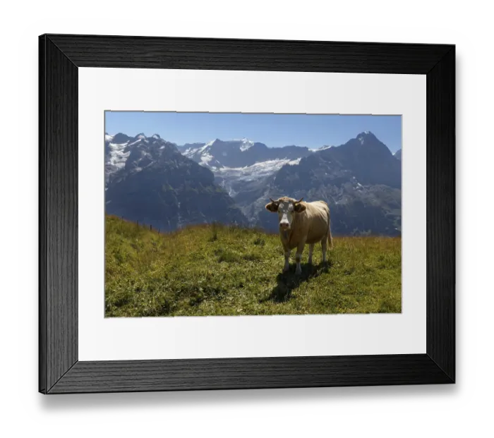 Framed Print : Cow in Grindelwald of Swiss Alps