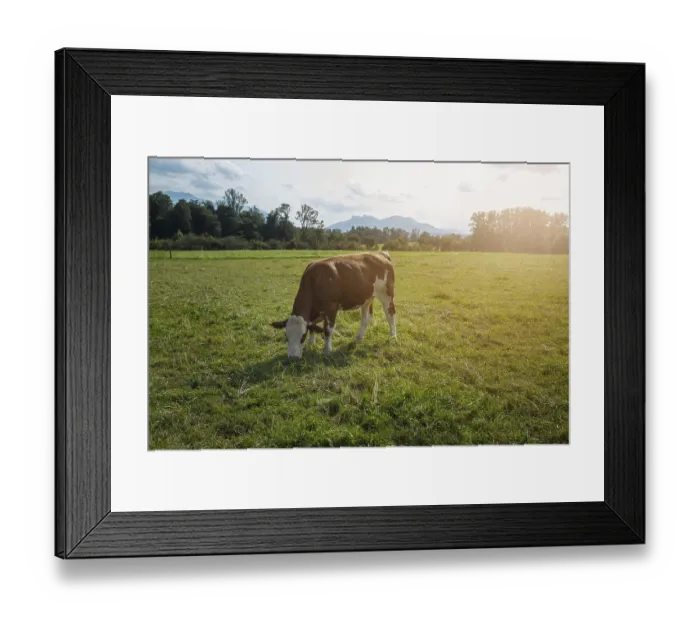 Framed Print : Brown cows on the green field in Bayern